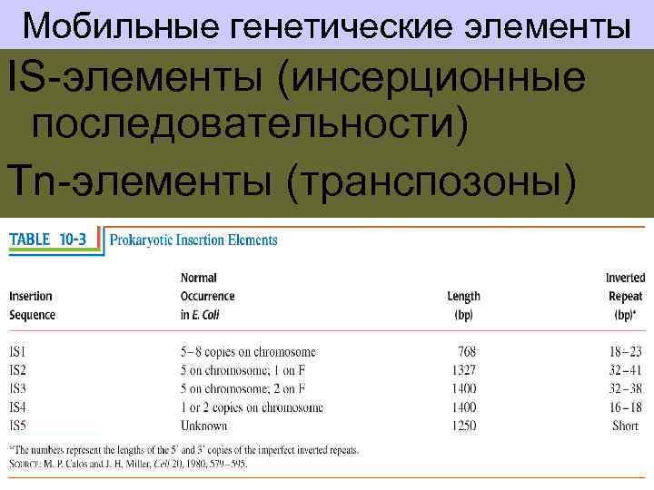 Мобильные генетические элементы IS-элементы (инсерционные последовательности) Tn-элементы (транспозоны) 