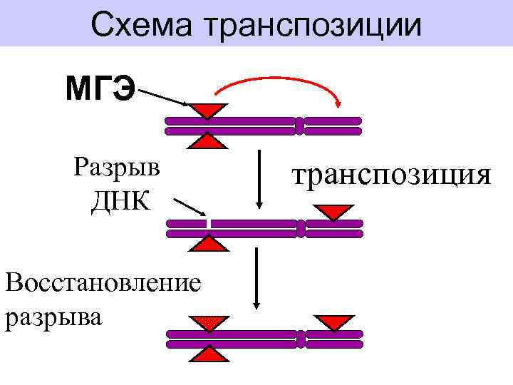 Схема транспозиции МГЭ Разрыв ДНК Восстановление разрыва транспозиция 