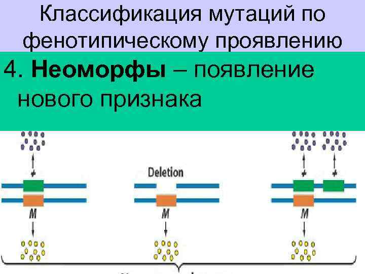 Презентация хромосомная теория наследственности 10 класс презентация