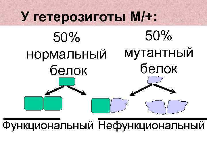 У гетерозиготы M/+: 50% нормальный мутантный белок Функциональный Нефункциональный 
