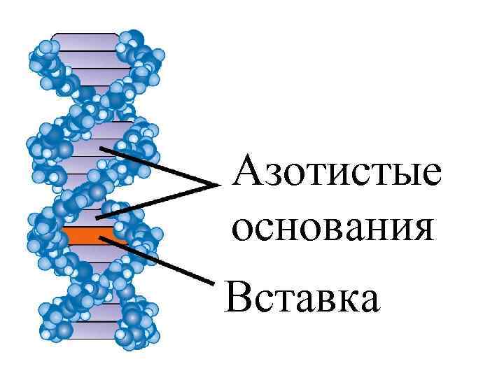 Азотистые основания Вставка 
