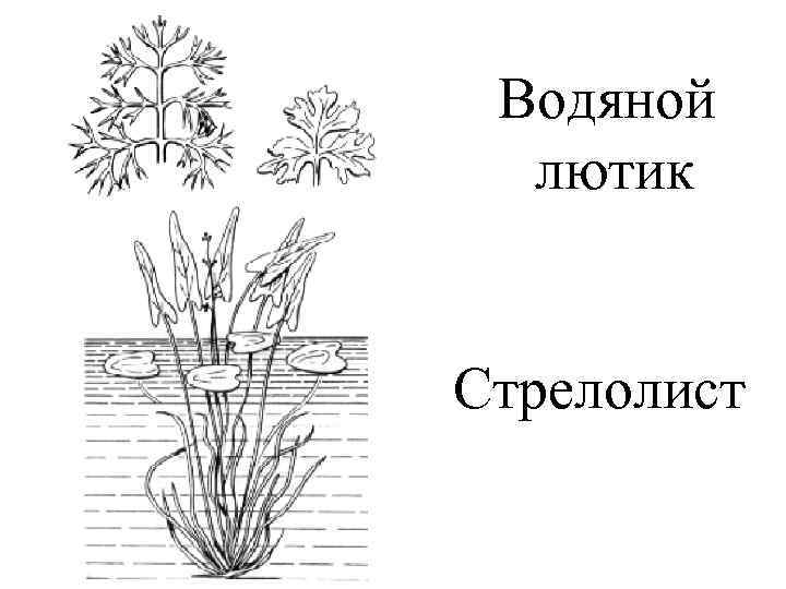 Водяной лютик Стрелолист 