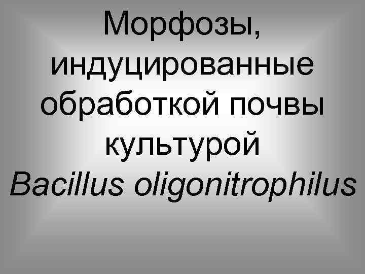 Морфозы, индуцированные обработкой почвы культурой Bacillus oligonitrophilus 