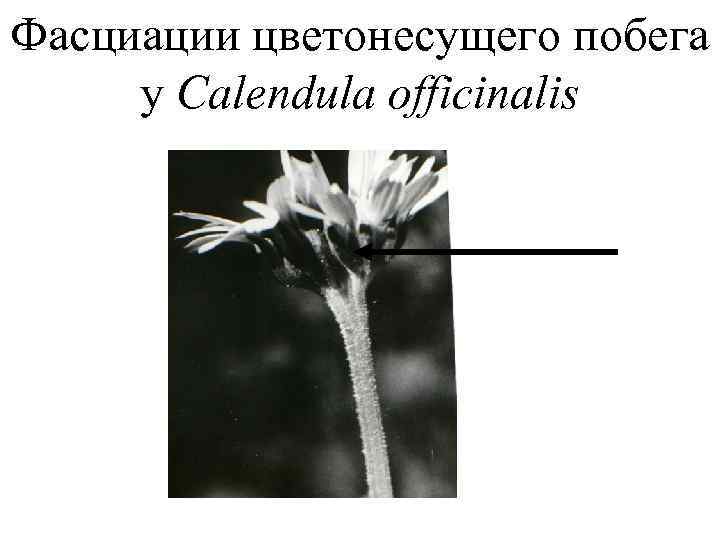 Фасциации цветонесущего побега у Calendula officinalis 