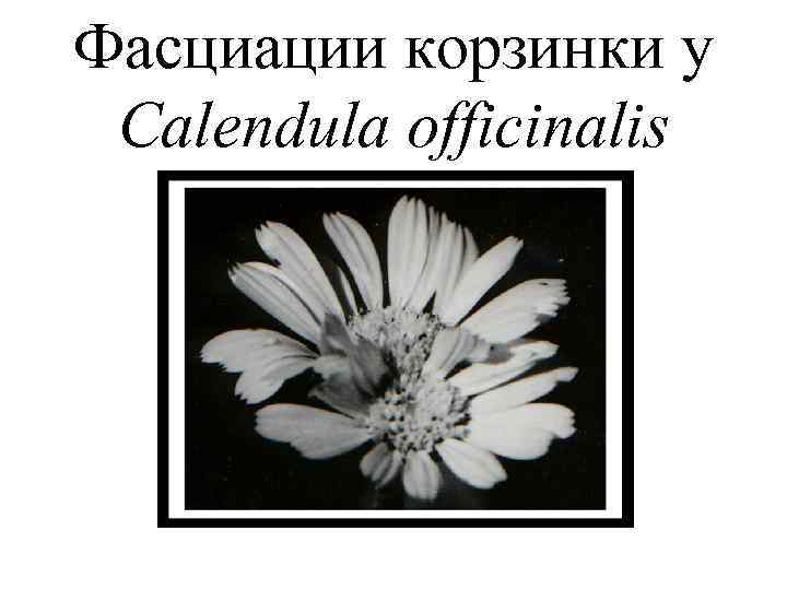 Фасциации корзинки у Calendula officinalis 