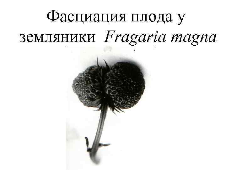 Фасциация плода у земляники Fragaria magna 