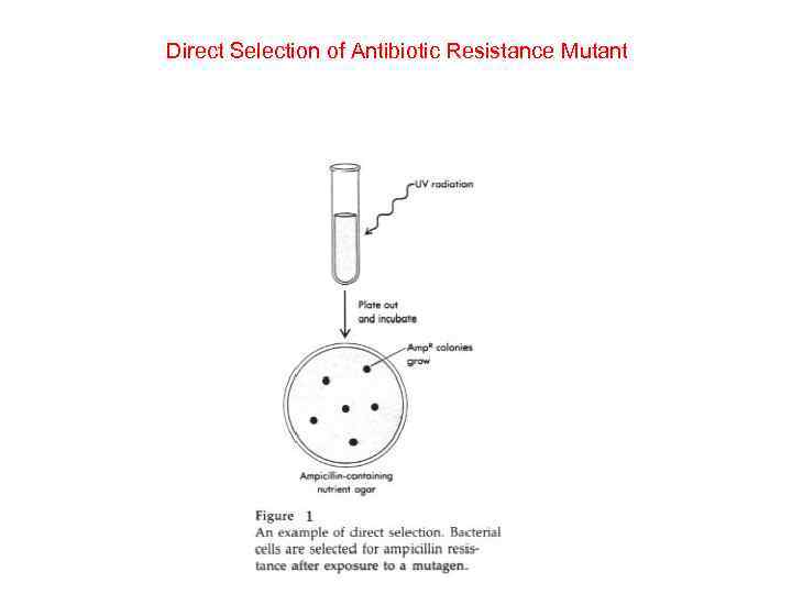Direct Selection of Antibiotic Resistance Mutant 