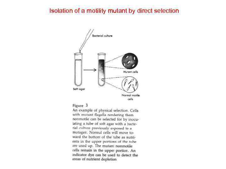 Isolation of a motility mutant by direct selection 