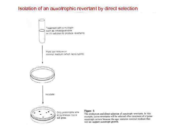 Isolation of an auxotrophic revertant by direct selection 