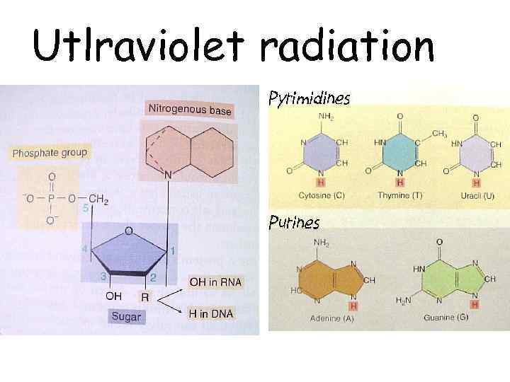 Utlraviolet radiation 