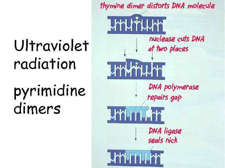 Ultraviolet radiation pyrimidine dimers 