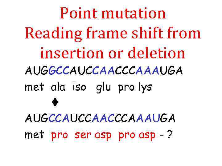 Point mutation Reading frame shift from insertion or deletion AUGGCCAUCCAACCCAAAUGA met ala iso glu