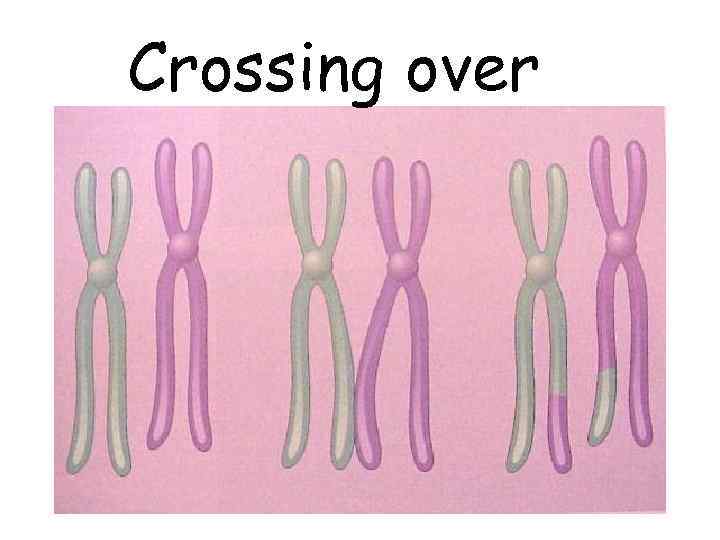 Crossing over 