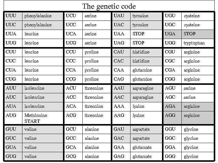 The genetic code UUU phenylalanine UCU serine UAU tyrosine UGU cysteine UUC phenylalanine UCC