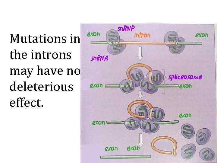 Mutations in the introns may have no deleterious effect. 