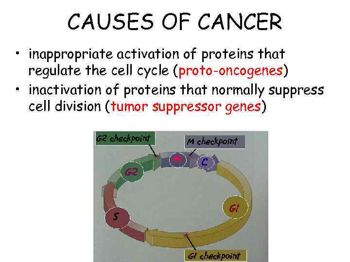CAUSES OF CANCER • inappropriate activation of proteins that regulate the cell cycle (proto-oncogenes)