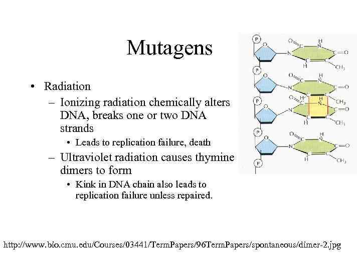 Mutagens • Radiation – Ionizing radiation chemically alters DNA, breaks one or two DNA