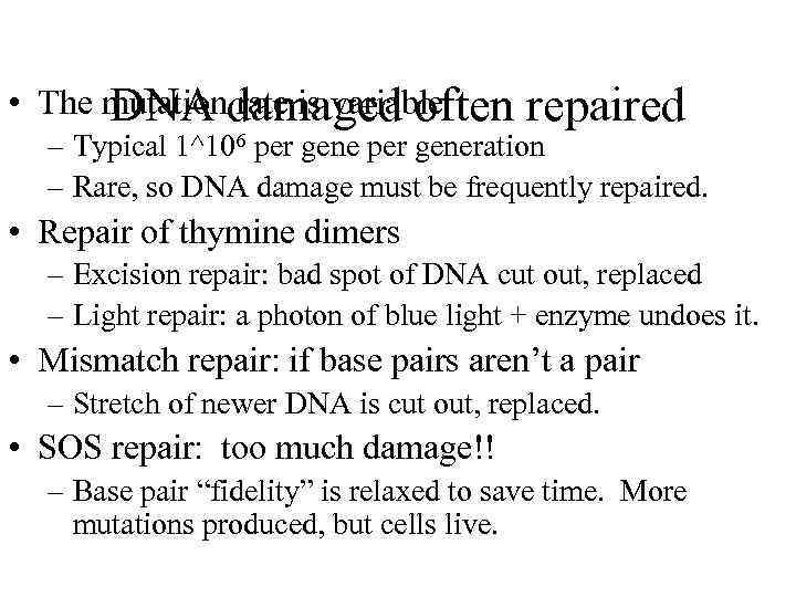  • The mutationdamaged often DNA rate is variable repaired – Typical 1^106 per