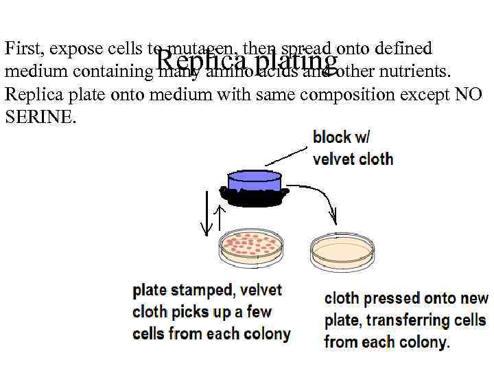 First, expose cells to mutagen, then spread onto defined medium containing Replica platingother nutrients.