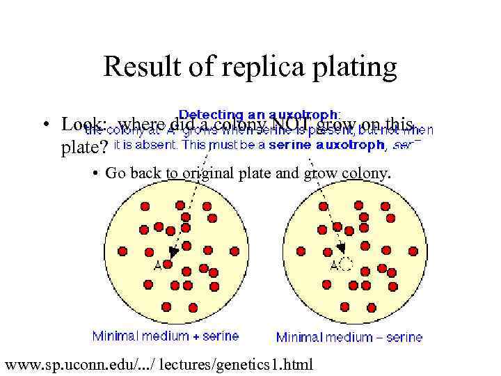 Result of replica plating • Look: where did a colony NOT grow on this