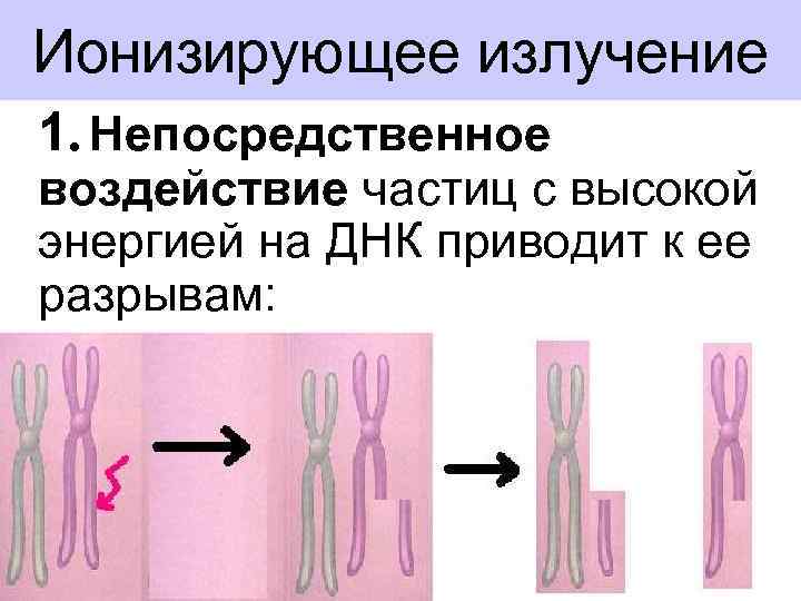 Ионизирующее излучение 1. Непосредственное воздействие частиц с высокой энергией на ДНК приводит к ее