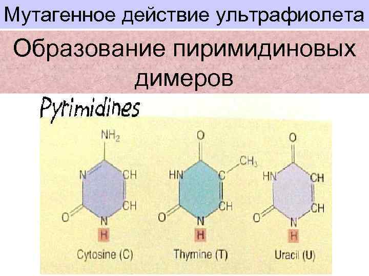 Мутагенное действие ультрафиолета Образование пиримидиновых димеров 