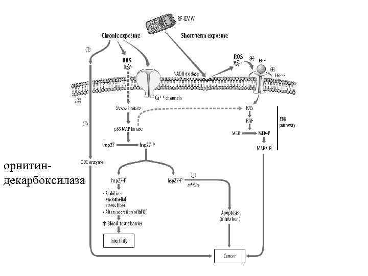 орнитиндекарбоксилаза 