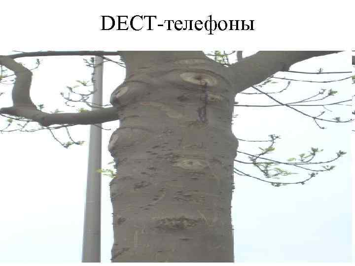 DECT-телефоны 