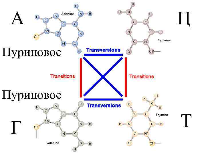 А Ц Пуриновое Г Т 