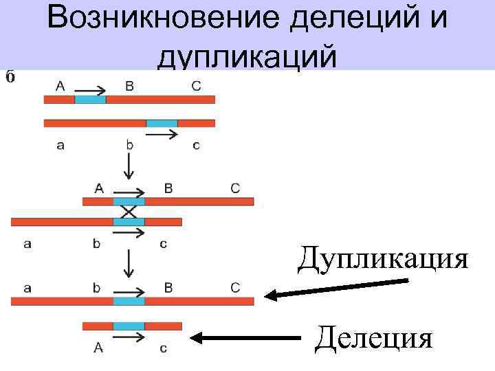Возникновение делеций и дупликаций Дупликация Делеция 