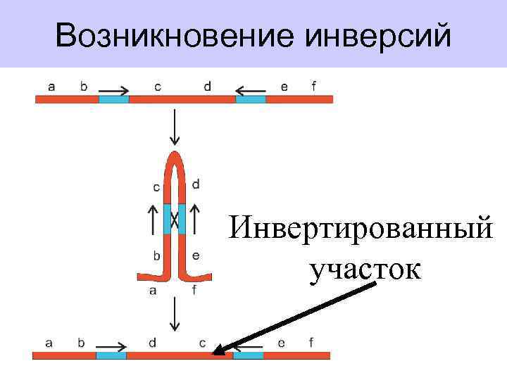 Возникновение инверсий Инвертированный участок 