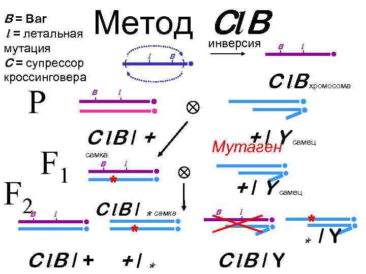 B = Bar l = летальная мутация C = супрессор кроссинговера Р F 2
