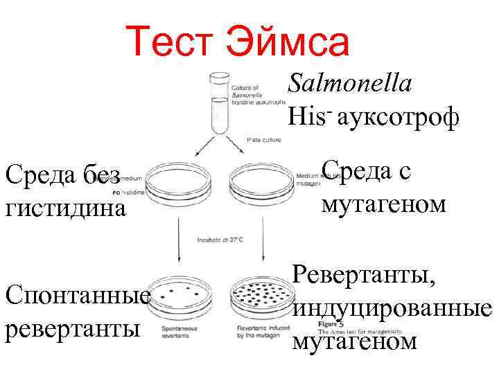 Тест Эймса Salmonella His- ауксотроф Среда без гистидина Спонтанные ревертанты Среда с мутагеном Ревертанты,