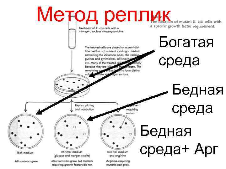 Метод реплик Богатая среда Бедная среда+ Арг 