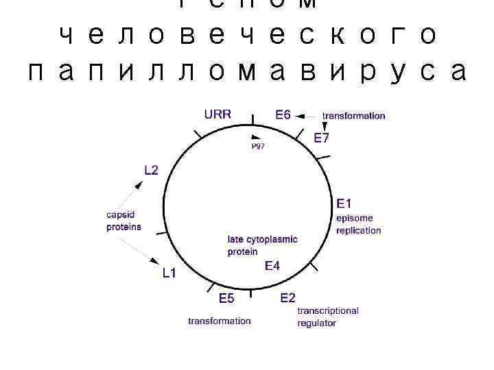 Геном человеческого папилломавируса 