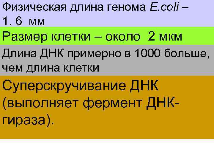 Физическая длина генома E. coli – 1. 6 мм Размер клетки – около 2