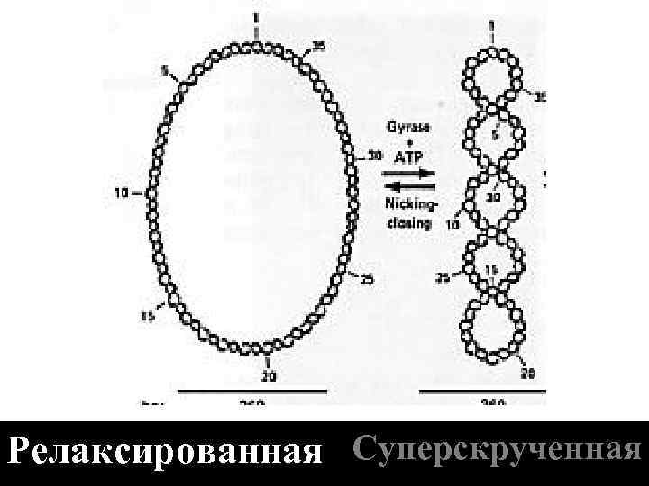 Релаксированная Суперскрученная 