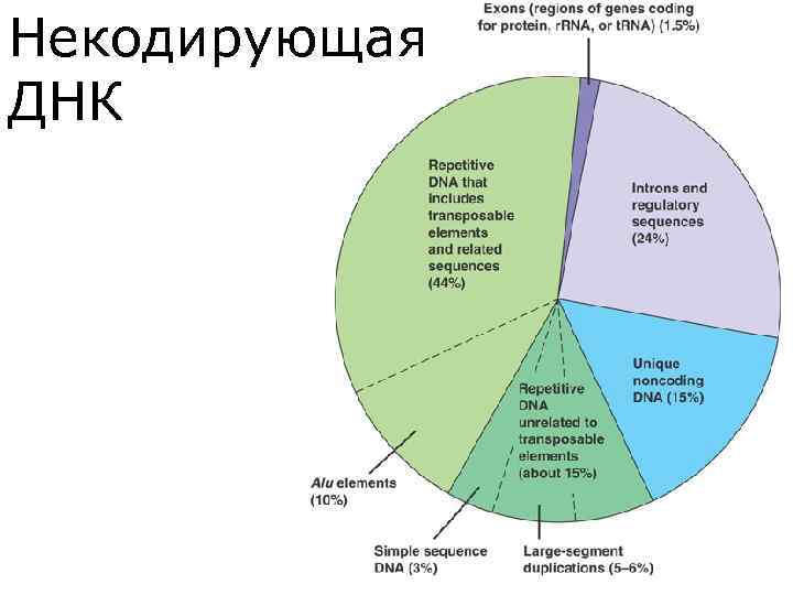 Смысловая последовательность днк. Некодирующая часть ДНК. Некодирующие последовательности ДНК. Кодирующие и некодирующие участки ДНК. Некодирующие последовательности генома.