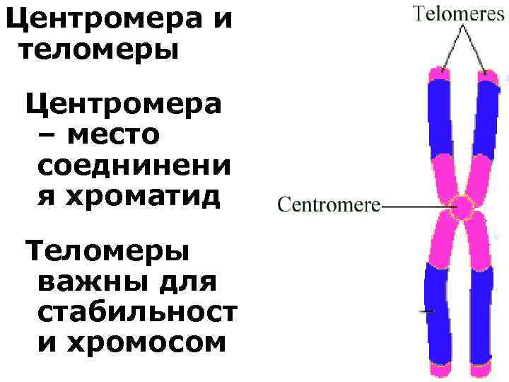 Каждая хромосома состоит