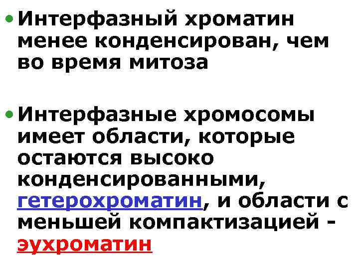 • Интерфазный хроматин менее конденсирован, чем во время митоза • Интерфазные хромосомы имеет