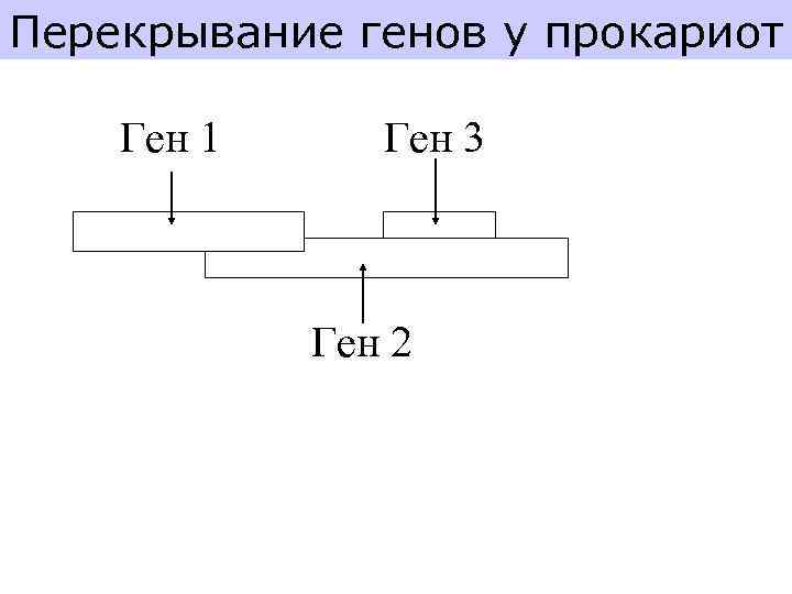 Перекрывание генов у прокариот Ген 1 Ген 3 Ген 2 