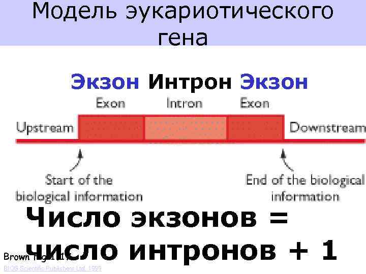 Модель эукариотического гена Экзон Интрон Экзон Число экзонов = число интронов + 1 Brown