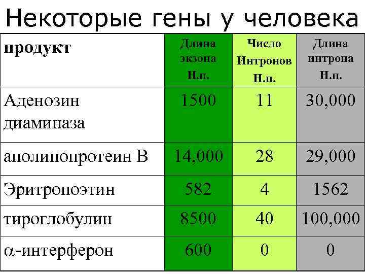 Некоторые гены у человека продукт Длина экзона Н. п. Число Интронов Н. п. Длина