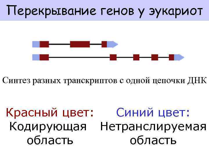 Геном эукариот