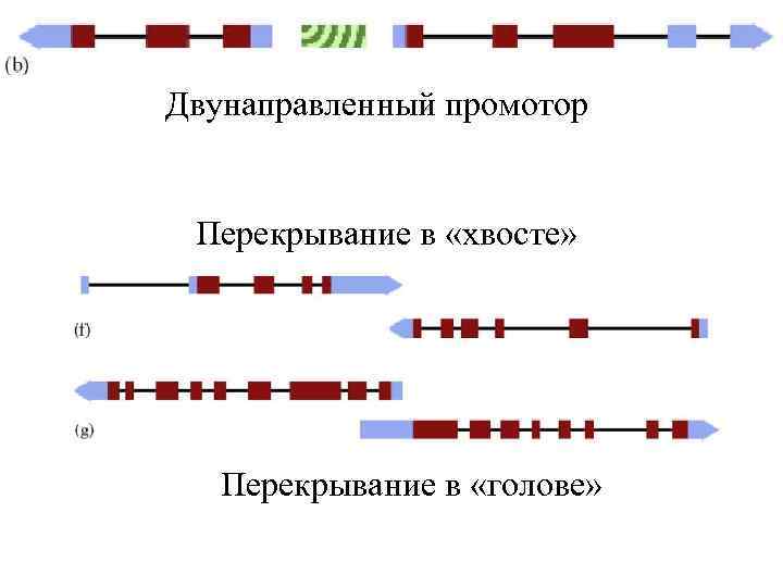 Двунаправленный промотор Перекрывание в «хвосте» Перекрывание в «голове» 
