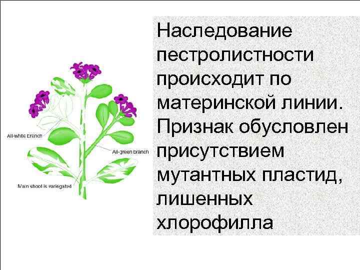 Наследование пестролистности происходит по материнской линии. Признак обусловлен присутствием мутантных пластид, лишенных хлорофилла 