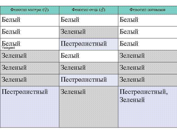 Фенотип матери (♀) Фенотип отца (♂) Фенотип потомков Белый Зеленый Белый Variegated Пестролистный Белый