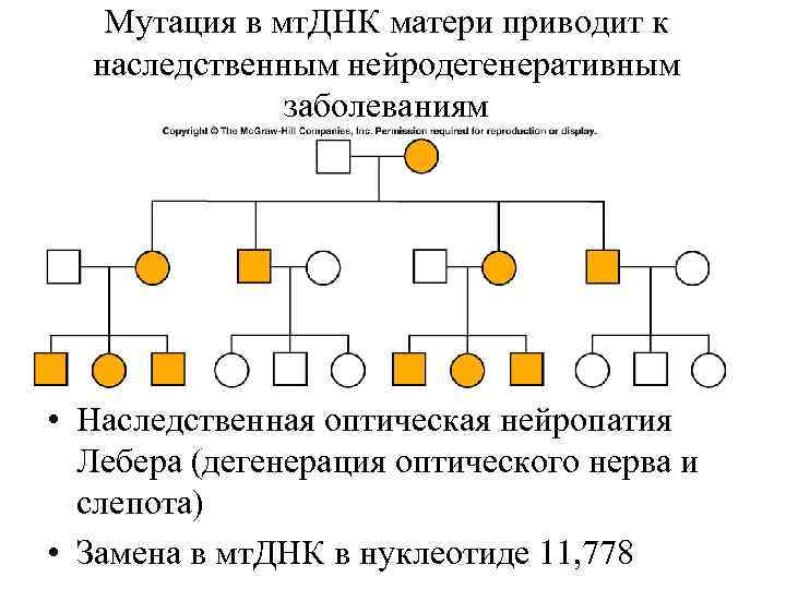 Мутация в мт. ДНК матери приводит к наследственным нейродегенеративным заболеваниям • Наследственная оптическая нейропатия