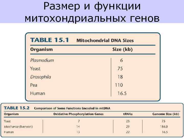 Размер и функции митохондриальных генов 