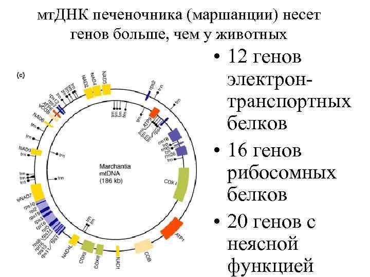 мт. ДНК печеночника (маршанции) несет генов больше, чем у животных • 12 генов электронтранспортных
